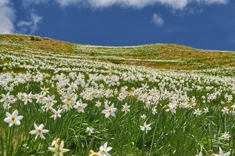 Poiana cu Narcise din Munții Rodnei a început să înflorească