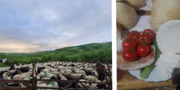 De unde îmi cumpăr cel mai bun caș și cea mai bună urdă din Țara Lăpușului