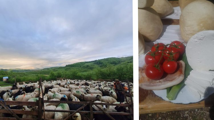 De unde îmi cumpăr cel mai bun caș și cea mai bună urdă din Țara Lăpușului