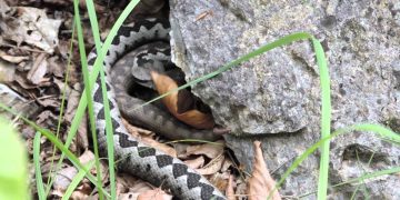 Salvamontiștii și iubitorii de plimbări în natură avertizează: întâlnirile cu şerpii devin din ce în ce mai dese