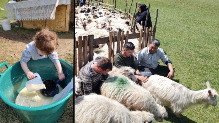 Măsuriș la Dobricu Lăpușului: „Oaie, ne la strungă!”