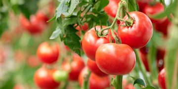 Programul de susținere a producției de tomate în spații protejate pentru anul 2023