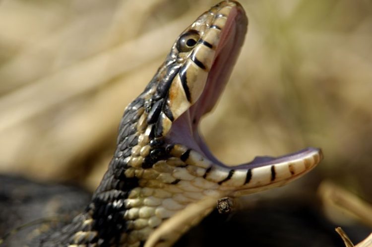 Salvamont România – sfaturi și recomandări pentru a nu fi mușcat de șerpi