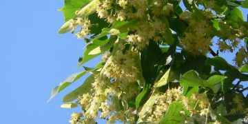 Cum va fi vremea în minivacanța de Rusalii