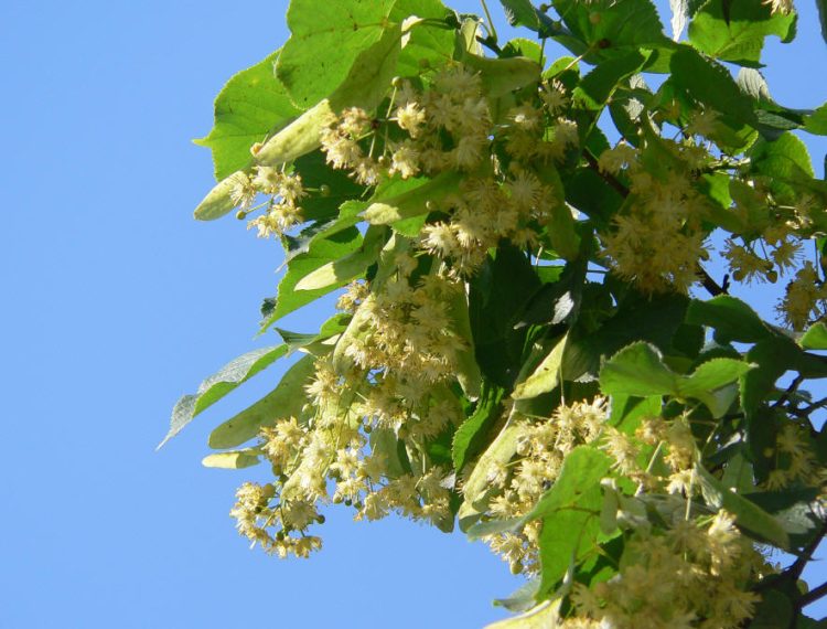 Cum va fi vremea în minivacanța de Rusalii