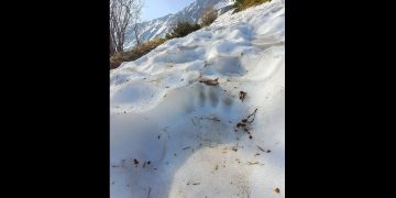 Urme de urs semnalate pe traseul turistic Iezer din Munţii Rodnei