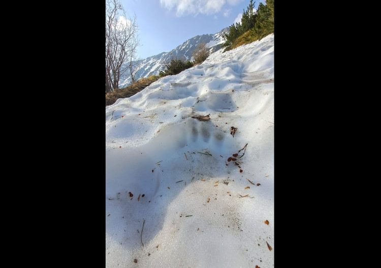 Urme de urs semnalate pe traseul turistic Iezer din Munţii Rodnei