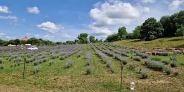 A început a III-a ediție a FestivALU’ Lavandei