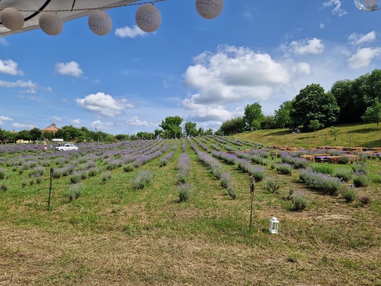 A început a III-a ediție a FestivALU’ Lavandei