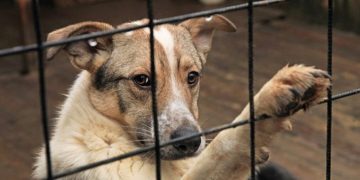 Un băimărean a fost reţinut pentru 24 de ore după ce şi-a schingiuit câinele