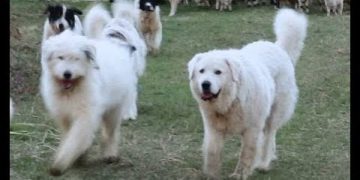 TEROARE în Budești: 16 câini la o stână. Nu circulă nici musca de ei