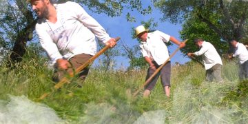 Tradiţie şi voie bună! Invitaţie la clacă, la cosit și la spart brazdele de iarbă la Preluca Nouă