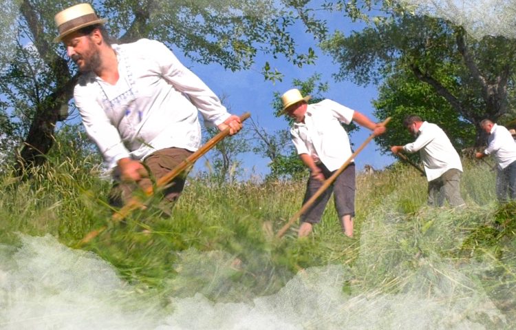Tradiţie şi voie bună! Invitaţie la clacă, la cosit și la spart brazdele de iarbă la Preluca Nouă