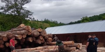 Transportatorii de lemne, în vizorul poliţiştilor din Maramureş