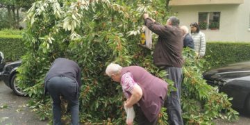 „În tot răul e și un bine!” Un cireș a căzut la Cluj peste o mașină și oamenii s-au pus pe cules