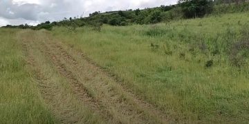 Rogojenii se revoltă! 20 de crescători de animale solicită sprijinul administrației locale lăpușene pentru întreținerea unui drum agricol! VIDEO