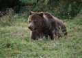 ATENŢIONARE! Prezenţa urşilor semnalată în apropiere de Baia Mare