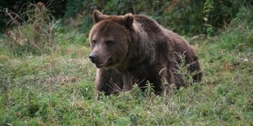 ATENŢIONARE! Prezenţa urşilor semnalată în apropiere de Baia Mare