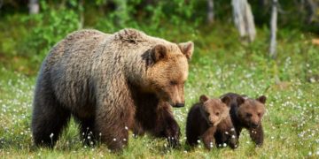 Vin și urșii pe la noi! Maramureșean atacat de o ursoaică cu pui!