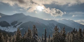 Pădurea este a tuturor borşenilor!