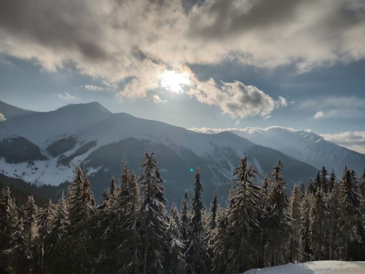 Pădurea este a tuturor borşenilor!