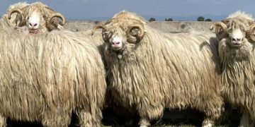 Târgul expoziţional de berbeci, ajuns la ediţia a VI-a, are loc în 29 august