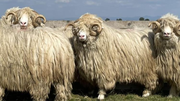 Târgul expoziţional de berbeci, ajuns la ediţia a VI-a, are loc în 29 august