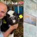 Tranzacție: Afaceristul Korponay Ferenc, băimăreanul care a fondat compania Maravet, cumpără o societate cu peste 5 milioane de euro