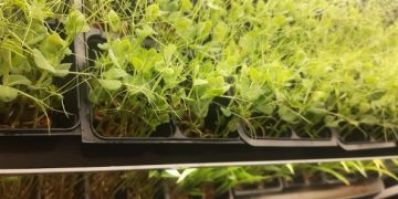 Microplantele – sănătate la cutie
