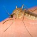 Creşte numărul de infectări cu virusul West Nile. Ce recomandă specialiştii Institutului Național de Sănătate Publică