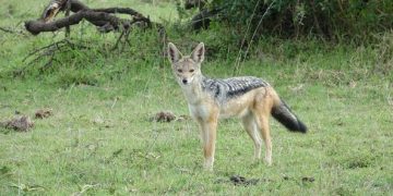 Comunicat AJVPS Maramureș către locuitorii comunei Fărcaşa. Sâmbătă are loc o acţiune de îndepărtare a şacalilor