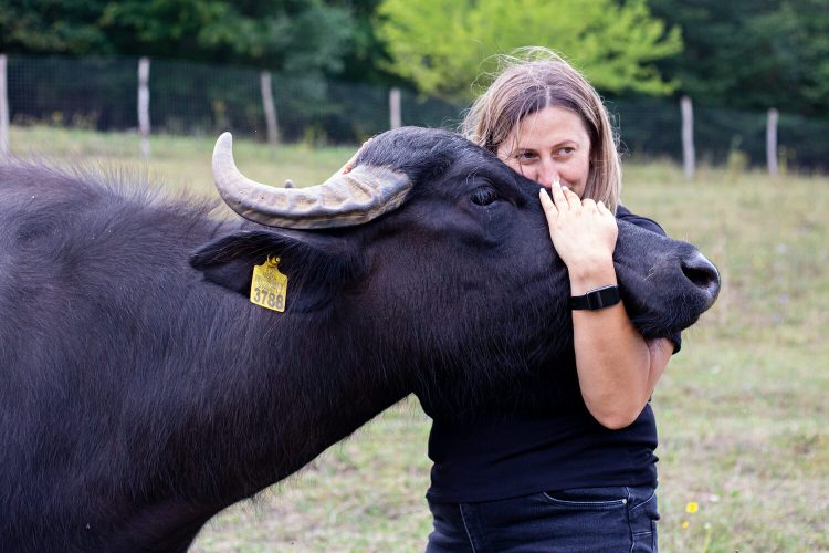 E prea de tot! Cică niște bivoli ar fi agresat niște turiști! Bine că n-au solicitat elicopterul SMURD! Sau mascații…