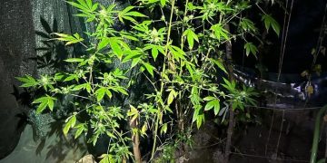 CINCI percheziții domiciliare în județul Maramureș la traficanţi de droguri. Stupefiantele erau vândute inclusiv elevilor din Baia Mare