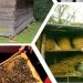 Atelier de albinărit şi târg de produse apicole în Sighetu Marmaţiei