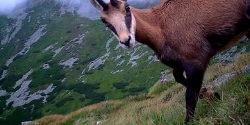Paradisul caprelor negre, asta a devenit Parcul Național Munții Rodnei
