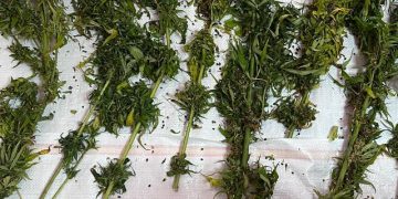 Cultură de canabis la o familie din Bistrița Năsăud