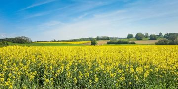 România, cel mai mare exportator de rapiță din UE