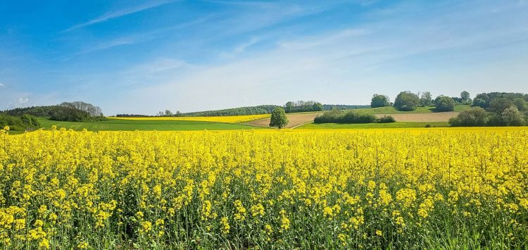 România, cel mai mare exportator de rapiță din UE