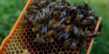 Zilele Europene ale Patrimoniului. Ateliere de albinărit, târg de produse apicole la Muzeul satului maramureșean ”Mihai Dăncuș”