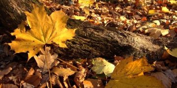 Meteorologii ne spun cum va fi vremea în luna septembrie