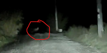 GROȘII ȚIBLEȘULUI: Coborâi din deal în vale după nițică mâncare! „Ia ursul! Vai de capul meu”