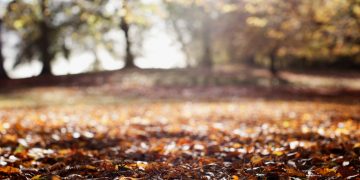 Prognoza ANM pe următoarele două săptămâni în Maramureş