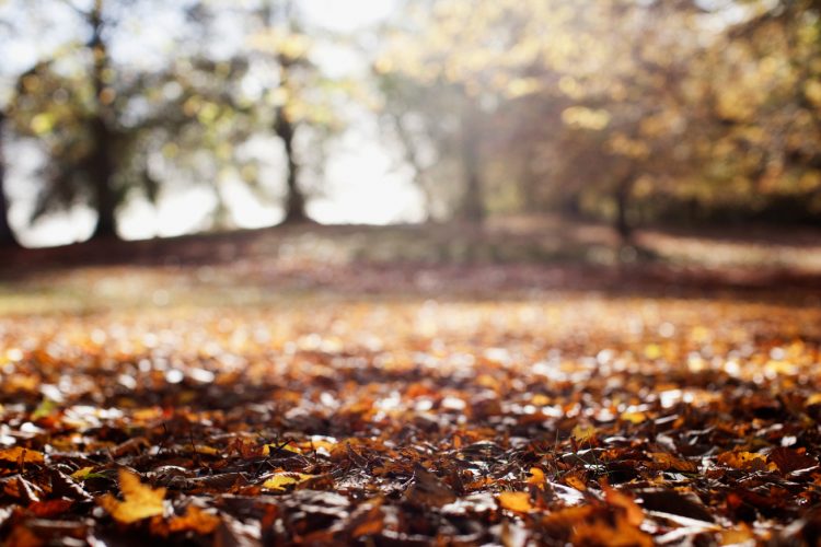 Prognoza ANM pe următoarele două săptămâni în Maramureş