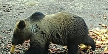 ATENȚIE: URS VĂZUT LA IZVOARE