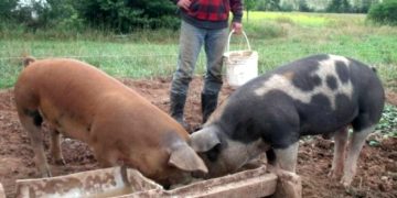 Despre porci numai de bine…