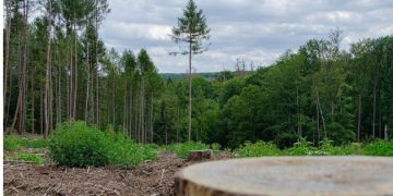 Începe monitorizarea prin satelit a pădurilor din România. În suprafețele tăiate vor fi generate alerte