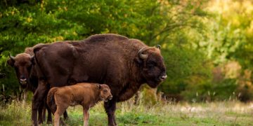 Rezervația de zimbri de la Băiuț a intrat în linie dreaptă