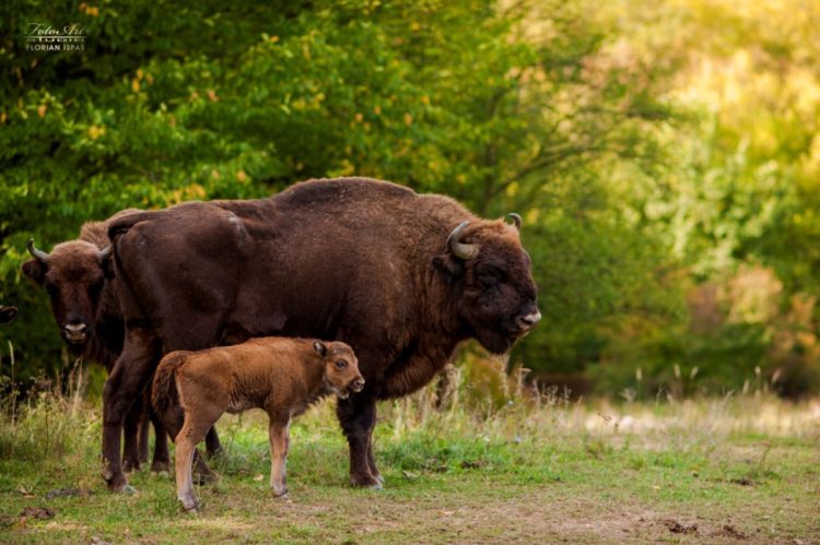 Rezervația de zimbri de la Băiuț a intrat în linie dreaptă