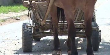 Un bărbat a murit după ce a căzut din căruţă. Tragedia s-a produs în Vișeu de Sus