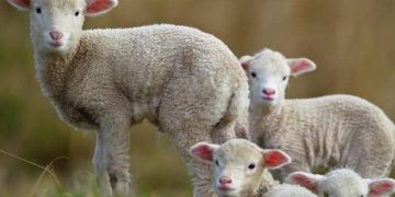 Veşti bune pentru români! Carnea de miel ar putea fi mai ieftină de Paște